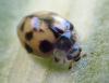 Adalia sp.